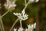 Rough boneset